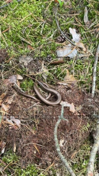 A slowworm basking in the forest sunlight. Legless lizard. Vertical video. Стоковое видео, видеограф Vadzim Yakubovich / Фотобанк Лори