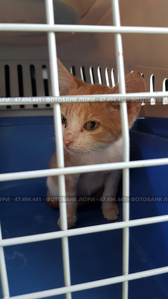 A small ginger and white kitten sits inside a caged carrier. He is peering through the bars, his expression slightly wary, possibly scared. There is a blue plastic tray inside the carrier, and the back wall has ventilation holes. The kitten looks a little dusty or has spots on his face, perhaps recently rescued or on his way to the vet. Стоковое фото, фотограф Анна Кривицкая / Фотобанк Лори