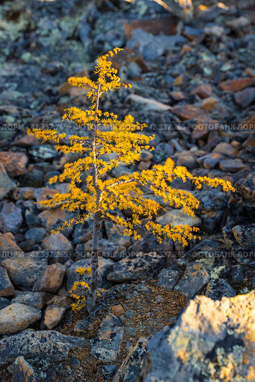 A small larch tree among the stones in the mountains. Larch with yellow autumn needles. Beautiful northern nature. Autumn season. Plant close-up. Shallow depth of field. Blurred background. Стоковое фото, фотограф Андрей Степанов / Фотобанк Лори