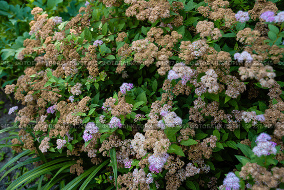 A spirea bush with a mix of dried orange-brown blossoms and fresh pink flowers, surrounded by lush green leaves, captured from the side angle. Стоковое фото, фотограф Татьяна Терехина / Фотобанк Лори