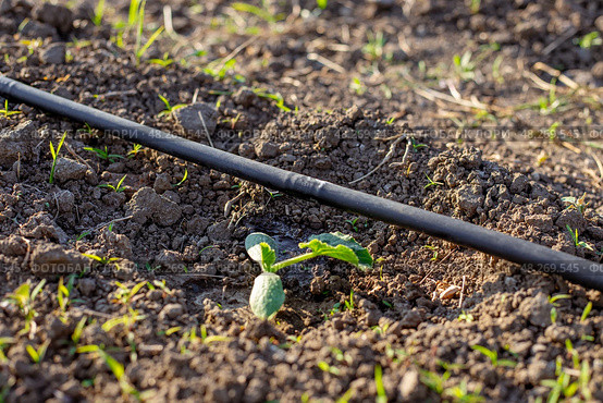 A sprout of a young zucchini grows in a bed with a drip irrigation pipe with dripping water. Watering vegetables in the garden. Стоковое фото, фотограф Коханова Наталья / Фотобанк Лори
