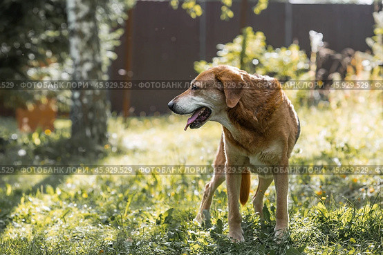 A stray animal. An old sad, abandoned, hungry dog is walking on the street. Shelter, rescue, charitable assistance, donations for homeless animals. Стоковое фото, фотограф Photojuli / Фотобанк Лори