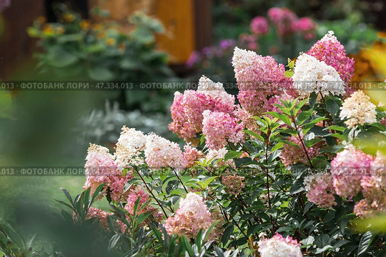 A summer photo or background with flowers. Beautiful landscape in nature with a flowering paniculate hydrangea. Beautiful healthy hydrangeas blooming in pink and white shades. Стоковое фото, фотограф Photojuli / Фотобанк Лори
