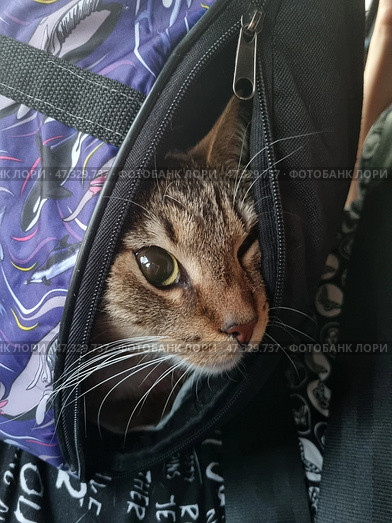 A tabby cat (or cat) peers out from a half-open transport backpack-carrier. Its large eyes watch the events around it with interest and caution. It is comfortably settled, but at the same time its expression indicates attentiveness and slight anxiety - perhaps it is a trip to the vet or to a new place. The backpack is decorated with bright cartoon drawings - you can see figures of killer whales, which adds a bit of humor and warmth to the frame. The background is blurred, but part of the person's clothing is visible - apparently, the pet is riding in the arms of the owner. Стоковое фото, фотограф Анна Кривицкая / Фотобанк Лори