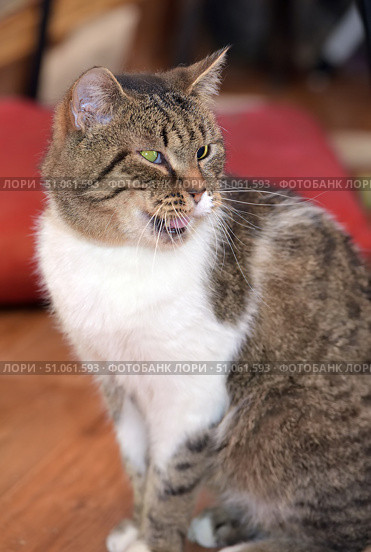 A tabby cat with a white chest and paws sits on the floor indoors, slightly turning its head to the side. Its yellow-green eyes add expressiveness to its look, and its slightly open mouth creates the impression that it is meowing or commenting on something. Its fur is thick, with a characteristic tabby pattern on its back and sides. In the background, blurred interior elements are visible - a red pillow and a wooden floor, which gives the frame a warm, homely atmosphere. Стоковое фото, фотограф Анна Кривицкая / Фотобанк Лори