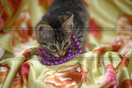 A tabby kitten plays with a bright purple necklace while sitting on a shiny cream satin fabric with a floral print in orange and pink tones. The kitten's eyes are directed downwards, and he curiously touches the beads with his paw and nose. The soft sheen of the fabric and the rich colors of the beads create a contrast with the animal's soft fur. The atmosphere of the photo is warm and cozy, with elements of playfulness and homeliness, and the scene itself resembles a staged photo shoot for pets. Стоковое фото, фотограф Анна Кривицкая / Фотобанк Лори