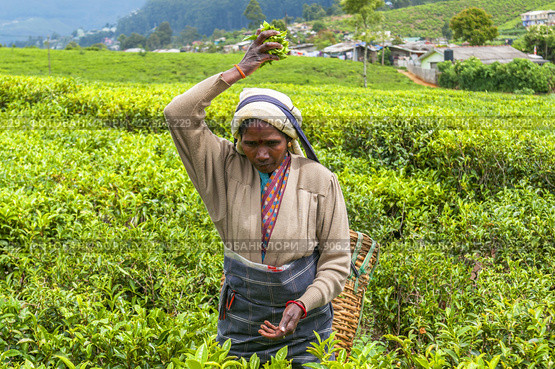 A Tamil woman from Sri Lanka breaks tea leaves on tea plantation with the traditional tea plucking method at haputale, Sri Lanka. Редакционное фото, агентство BE&W Photo / Фотобанк Лори