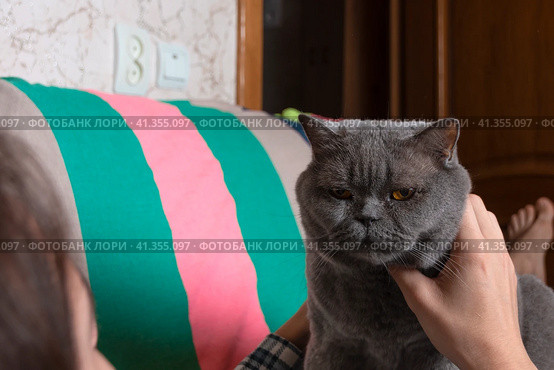 A teenager is lying on the couch at home and stroking a gray Scottish cat. Стоковое фото, фотограф Ярославский Максим / Фотобанк Лори