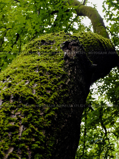 A tree covered in moss is shown in a forest. Стоковое фото, фотограф Ярославский Максим / Фотобанк Лори