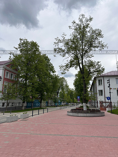 A tree is in the middle of a sidewalk. Стоковое фото, фотограф Надежда Кап / Фотобанк Лори