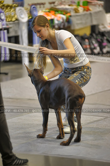 A visitor with dogs at the White Nights exhibition. Стоковое фото, фотограф Анна Кривицкая / Фотобанк Лори