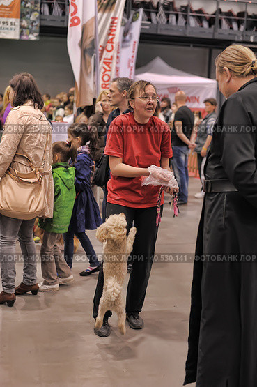 A visitor with dogs at the White Nights exhibition (2014 год). Редакционное фото, фотограф Анна Кривицкая / Фотобанк Лори