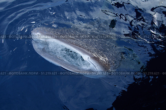 A whale shark breaks the surface with its mouth while collecting baitfish. VW Pics/Stocktrek Images/TASS. Стоковое фото, агентство ТАСС / Фотобанк Лори