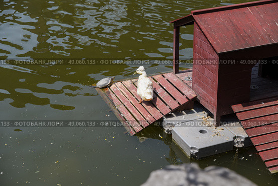 A white crested duck stands near a turtle on a wooden dock by a small red house in Yuyuan Garden, Shanghai, with reflections on the green water surface. Стоковое фото, фотограф Татьяна Терехина / Фотобанк Лори