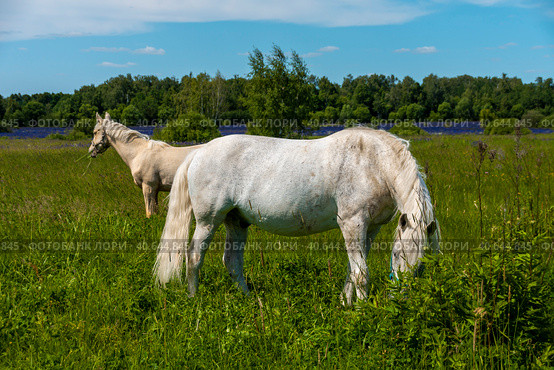A white horse is eating fresh grass in a meadow. Стоковое фото, фотограф Ярославский Максим / Фотобанк Лори