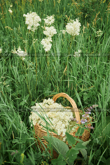 A wicker basket full of collected medicinal herb of the Labaznik. Folk and natural medicine. Стоковое фото, фотограф Наталия Кирсанова / Фотобанк Лори