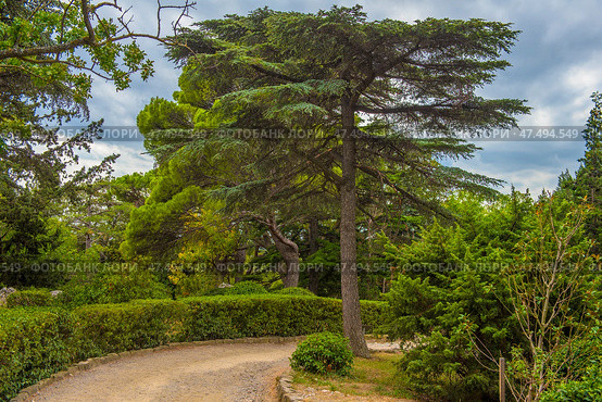 A winding path in the park of Foros, Crimea. The footpath, paved with fine gravel and framed by a stone border, goes deep into the green area. To the left and right of it are neatly trimmed hedges and dense vegetation. Particular attention is drawn to the majestic Crimean pines and junipers, as well as a powerful spreading oak. The sky is covered with clouds, which creates a feeling of coolness and tranquility, typical of the Crimean southern coastal climate. Стоковое фото, фотограф Анна Кривицкая / Фотобанк Лори