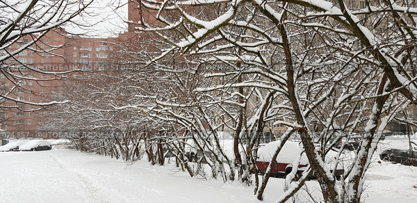 A winter cityscape with trees covered in fresh snow along a line of parked cars. The snow lies on the branches, forming a neat white pattern that emphasizes the graceful lines of the trunks. The cars are parked in a row along the road, completely covered in snow. In the background, multi-story brick houses with windows are visible, creating the backdrop of a typical city yard. The snow covers the ground in an even, untouched layer, with the exception of a few tracks leading along the alley. The atmosphere of the frame is calm and quiet, conveying the feeling of a winter morning or day after a snowfall. Стоковое фото, фотограф Анна Кривицкая / Фотобанк Лори