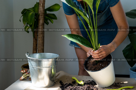 A woman transplants a potted houseplant into a new soil with drainage. Spathiphyllum sensation, potted plant care, watering, fertilizing, sprinkle the mixture with a scoop and tamp it in a pot. Стоковое фото, фотограф Ольга Симонова / Фотобанк Лори