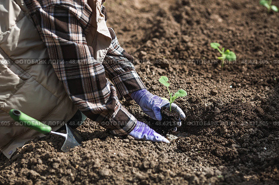 A woman's hands in gardening gloves hold a young plant in the ground. Pumpkin and squash seedlings are planted in the ground. The concept of spring planting of vegetables and agriculture. Стоковое фото, фотограф Photojuli / Фотобанк Лори