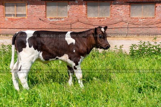 A young calf is standing on the grass near the cowshed. Стоковое фото, фотограф Ярославский Максим / Фотобанк Лори