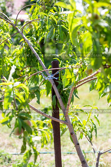 A young peach tree with broken branches is tied to a trellis. Tree care in adverse weather conditions. Стоковое фото, фотограф Коханова Наталья / Фотобанк Лори