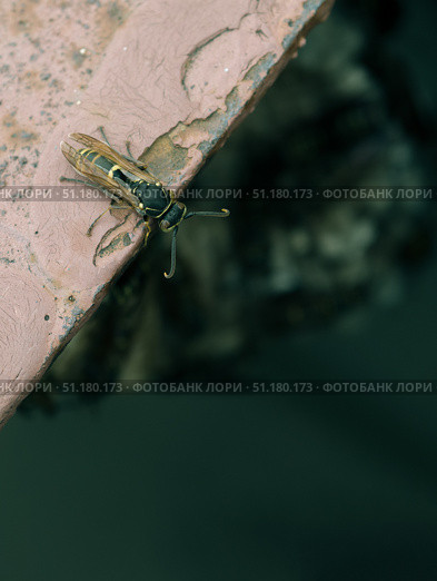 A young wasp calmly watches a wasp nest. Стоковое фото, фотограф Кирилл Зотов / Фотобанк Лори
