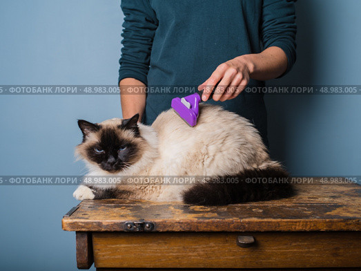 A young woman is grooming a long haired Birman cat. Стоковое фото, агентство Ingram Publishing / Фотобанк Лори