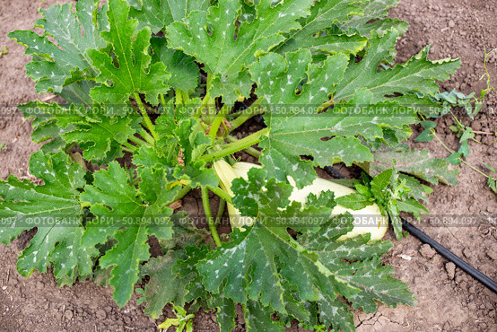 A zucchini bush with large fruits grows among large leaves with a drip irrigation tube in the garden. Стоковое фото, фотограф Коханова Наталья / Фотобанк Лори