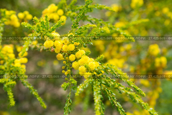 acacia truncata flowers. Стоковое фото, фотограф Яков Филимонов / Фотобанк Лори