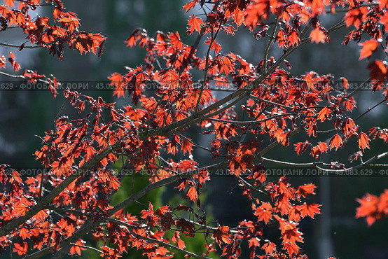Acer platanoides is a Norway Maple Royal red. Young spring leaves in backlight. Стоковое фото, фотограф Володина Ольга / Фотобанк Лори