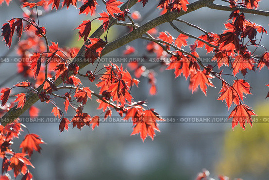 Acer platanoides is a Norway Maple Royal red. Young spring leaves in backlight. Стоковое фото, фотограф Володина Ольга / Фотобанк Лори
