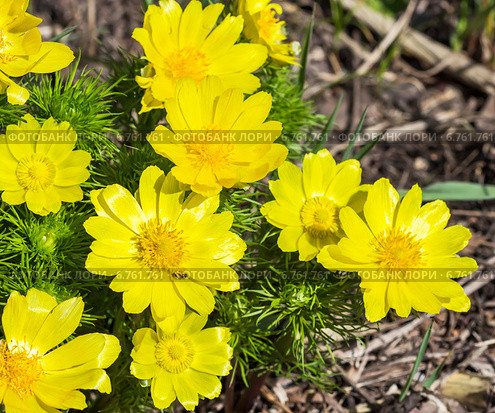 Адонис (Adonis) — род растений семейства Лютиковые (Ranunculaceae). Группа цветов. Стоковое фото, фотограф Евгений Мухортов / Фотобанк Лори