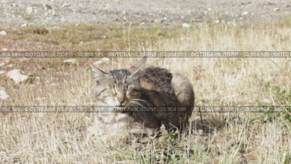 Adult skinny tabby male cat is sitting on a lawn outside in a natural environment. he waves his head away from annoying insects. Стоковое видео, видеограф Анастасия Ли / Фотобанк Лори