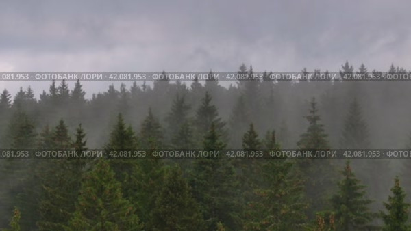 Aerial cinematic ascent over treetops in fog. Стоковое видео, видеограф Данил Руденко / Фотобанк Лори