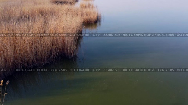 Aerial view, low flying over coastline, above the reeds and water. Copter moving forwards. Khadzhibey Estuary, Odessa region, Ukraine. Стоковое видео, видеограф Некрасов Андрей / Фотобанк Лори