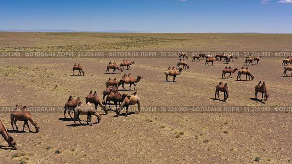 Aerial view of Bactrian camels in Mongolia. Стоковое фото, фотограф Михаил Коханчиков / Фотобанк Лори