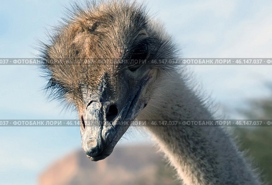 African ostrich (lat. - Struthio camelus) in the Yotvata Hai-Bar Nature Reserve. Стоковое фото, фотограф Irina Opachevsky / Фотобанк Лори