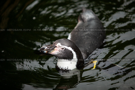 African penguin swims in the water. Стоковое фото, фотограф Restyler Viacheslav / Фотобанк Лори