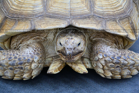 African spur-bearing turtle (Latin Centrochelys sulcata) Стоковое фото, фотограф Владимир Галкин / Фотобанк Лори