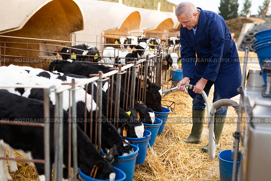 Aged farmer pouring water into buckets to give calves drink. Стоковое фото, фотограф Яков Филимонов / Фотобанк Лори
