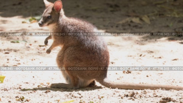 Agile wallaby eating and posing on sandy ground. Стоковое видео, видеограф Константин Шишкин / Фотобанк Лори