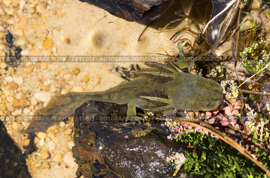 Аксолотль тигровой амбистомы (Ambystoma tigrinum) в естественной среде. Высокогорное озеро штата Юты, США (2015 год). Стоковое фото, фотограф Ирина Кожемякина / Фотобанк Лори