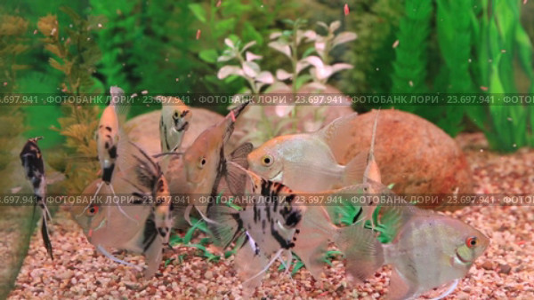Аквариумные рыбы-скалярии (лат.Pterophyllum scalare) Стоковое видео, видеограф Евгений Ткачёв / Фотобанк Лори