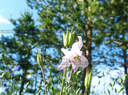 Аквилегия, или Водосбор, или Орлики (лат. Aquilegia) — род травянистых многолетних растений семейства Лютиковые (Ranunculaceae). Стоковое фото, фотограф Сергей Елизарьев / Фотобанк Лори