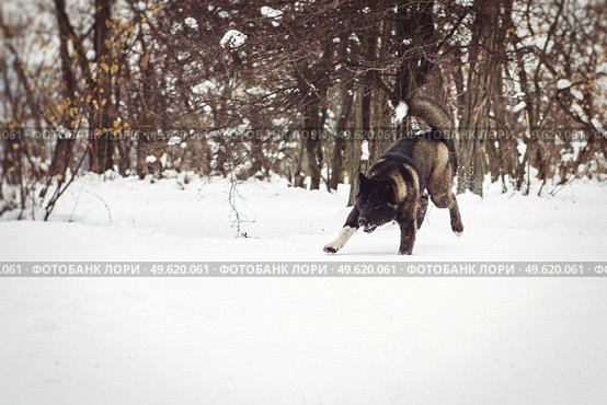 Alaskan Malamute dark color in the natural environment walking in the snow. Стоковое фото, агентство Ingram Publishing / Фотобанк Лори