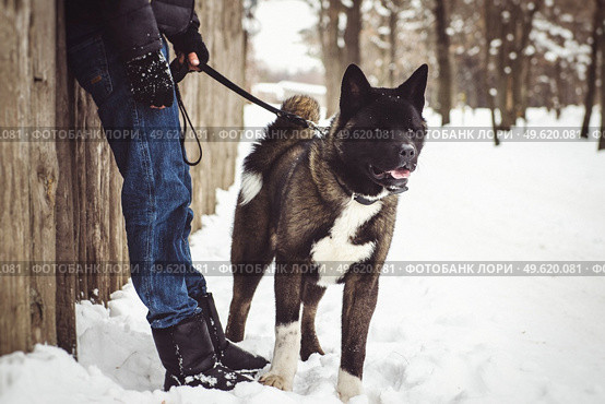 Alaskan Malamute dark color in the natural environment walking in the snow. Стоковое фото, агентство Ingram Publishing / Фотобанк Лори
