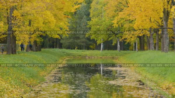 Александровский парк (Царское Село). Осенние клены по берегам Крестового канала. Alexander Park (Tsarskoye Selo). Autumn maples along the banks of the Krestovy Canal. (2021 год). Редакционное видео, видеограф Евгений Романов / Фотобанк Лори