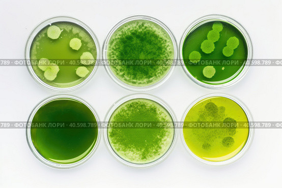Algae, microalgae in petri dishes research in laboratories. biotechnology, science. Flat lay, top view. Macro. Biofuel research process in laboratory. Generative AI. Стоковое AI-изображение, AI-художник Ольга Ильина / Фотобанк Лори