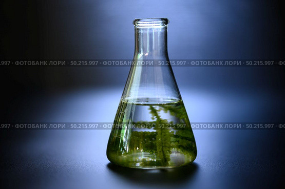 algae research in laboratories, biotechnology science concept. Стоковое фото, агентство Ingram Publishing / Фотобанк Лори